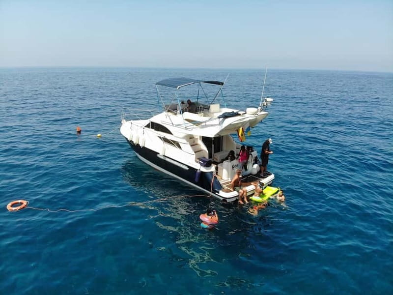 Mogan: Dolphin Watching Boat Trip with Swim Stop - Key highlights at a glance