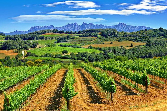 Montserrat,Vineyard, Wine Tasting Small Group Tour & Hotel Pickup - Optional Montserrat museum for art lovers