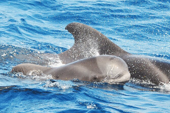 Morro Jable: 2 Hours Magic Dolphin & Whale watching with Drinks & Swim Stop. - Morro Jable Magic Dolphin and Whale Watching: The Real Story in Two Hours