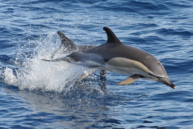 Morro Jable: 2 Hours Magic Dolphin & Whale watching with Drinks & Swim Stop. - Getting There in Morro Jable: Pickup, Port Timing, and What to Expect