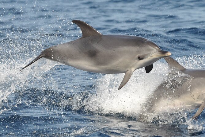 Morro Jable: 2 Hours Magic Dolphin & Whale watching with Drinks & Swim Stop. - The Jandía Bay Swim Stop: Worth It, But Timing-Dependent