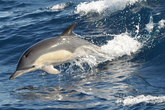 Morro Jable: 2 Hours Magic Dolphin & Whale watching with Drinks & Swim Stop. - Value for Money: Is $59.13 Worth It?