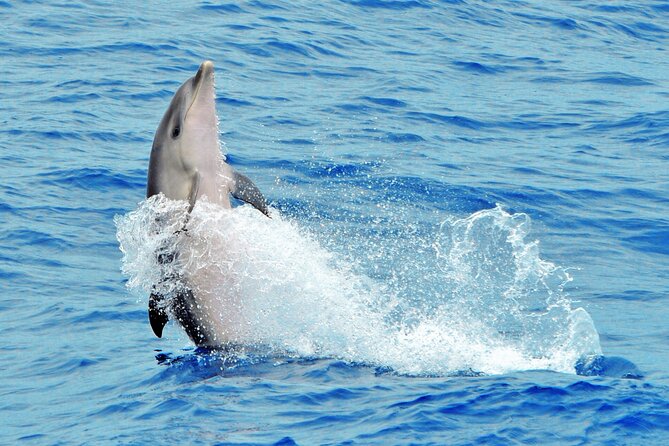 Morro Jable: 2 Hours Magic Dolphin & Whale watching with Drinks & Swim Stop. - Who This Tour Fits Best (And Who Should Rethink It)