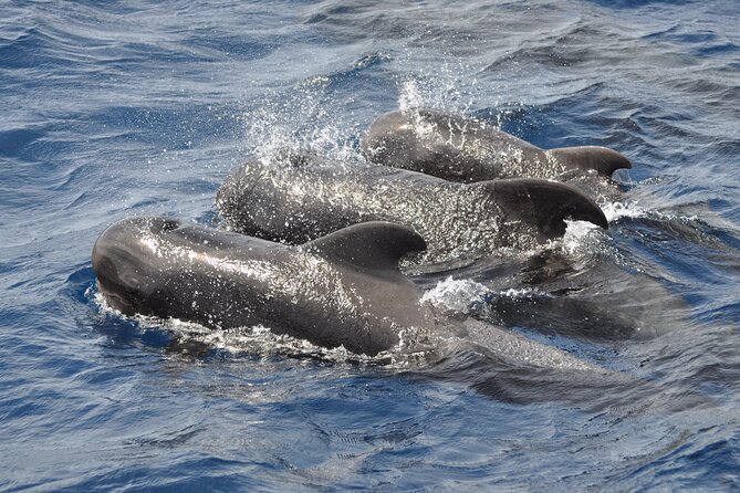 Morro Jable: 2 Hours Magic Dolphin & Whale watching with Drinks & Swim Stop. - Final Call: Should You Book Magic Dolphin & Whale Watching from Morro Jable?