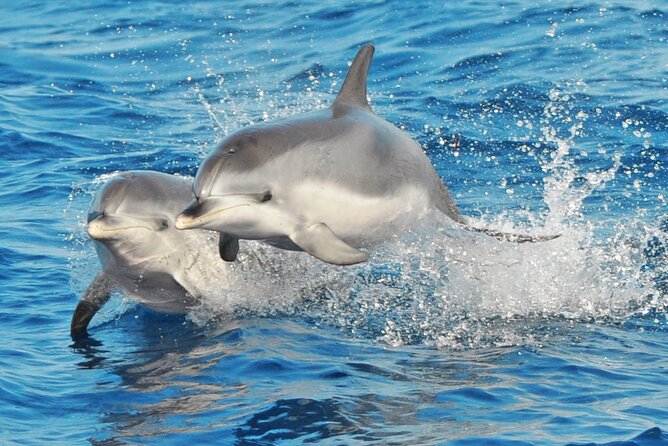 Morro Jable: 2 Hours Magic Dolphin & Whale watching with Drinks & Swim Stop. - The Boat Ride and the Dolphin-Whale Search: How the Day Feels Out at Sea