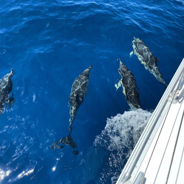 Morro Jable: Sailing Boat Excursion with Food and Drinks - The “captain and crew” rhythm: how your 3.5 hours actually plays out