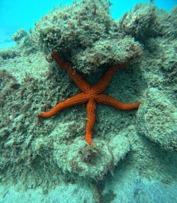 Morro Jable: Snorkeling Adventure - Key things to know before you go