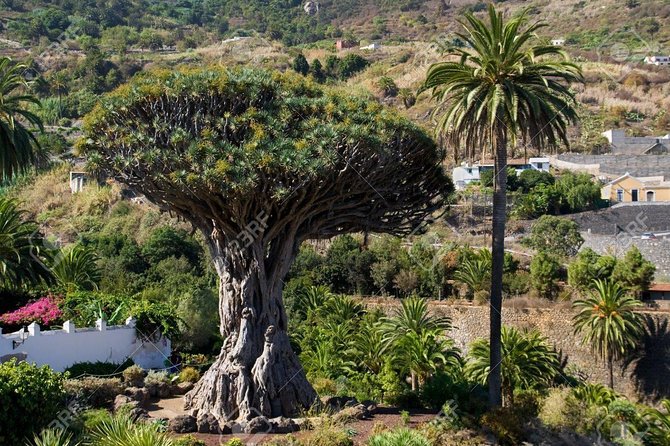 Mt. Teide and Masca Valley Tour in Tenerife - Vilaflor, Roques de García, and the “quick context” stops