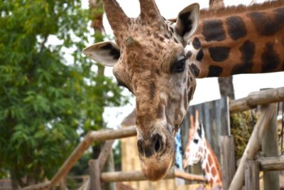 Murcia: Terra Natura Murcia Ticket Entry - Price and Value: What Your $10 Ticket Actually Buys