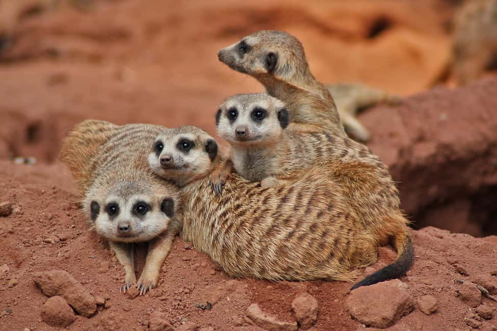 Murcia: Terra Natura Murcia Ticket Entry - Shows, Exhibitions, and Nature Talks: Why the Education Part Matters