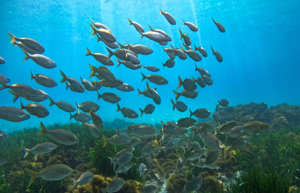 Nerja-Maro: Snorkeling & Sea Scooter Speedboat Trip - Snorkel coaching that keeps you with the group