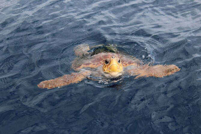 No chase Whale & Dolphin tour putting Marine Life first - we care - Wildlife Chances in Tenerife Waters: Whales, Dolphins, Turtles, and More