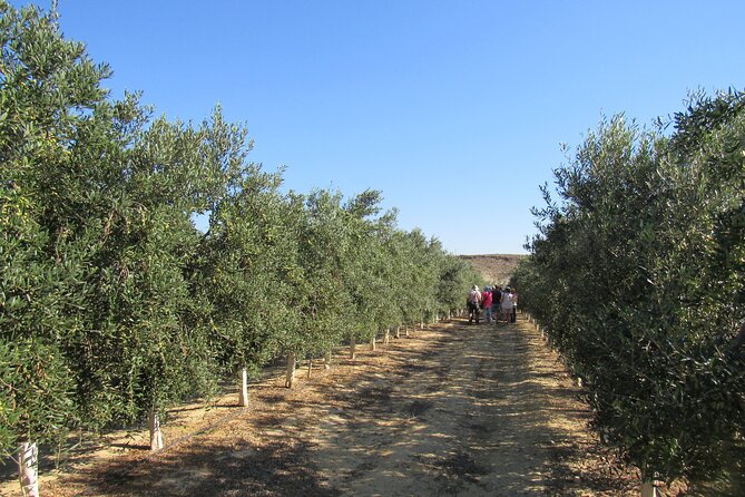 Oil tourism in Pulpí Discover the World of EVOO - Stop 3: tasting-room videos that connect harvest to flavor