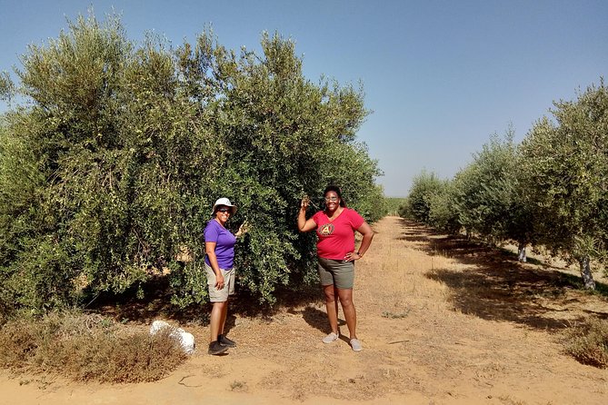 Olive Oil Farm Tour with Tasting from Seville - Key highlights at a glance