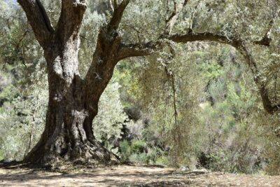 Olive Oil Farm Tour with Tasting from Seville - The grove walk: cultivation, hand harvesting, and Roman-era continuity