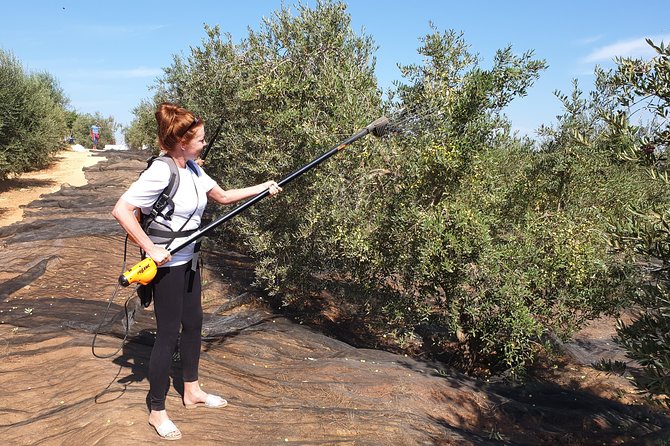 Olive Oil Farm Tour with Tasting from Seville - The tasting flight: bitter, sweet, spicy, and that mouthfeel you can actually spot