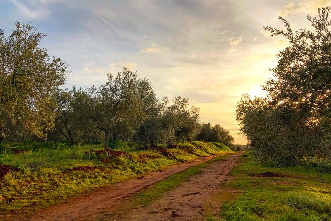 Olive Oil Farm Tour with Tasting from Seville - Price check: what you’re really paying for at $107.41
