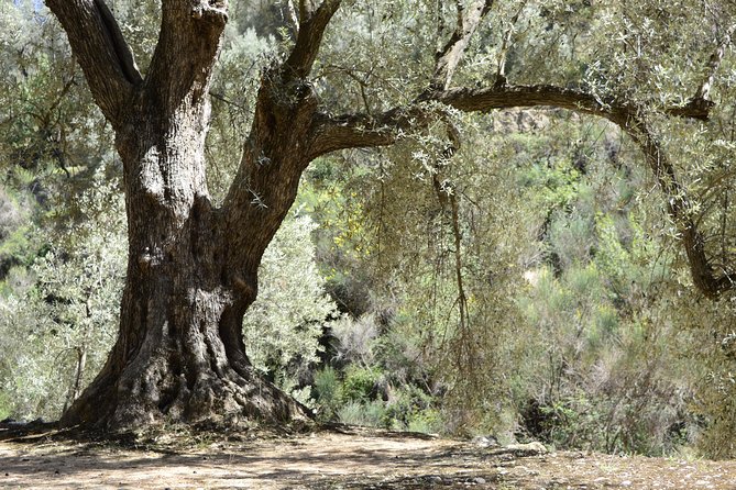 Olive Oil Farm Tour with Tasting from Seville - The grove walk: cultivation, hand harvesting, and Roman-era continuity