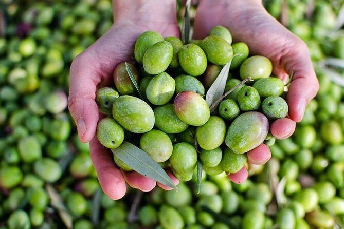 Olive Oil tasting breakfast & Tour in Cordoba - Breakfast Molinero Style: traditional work break, modern taste education