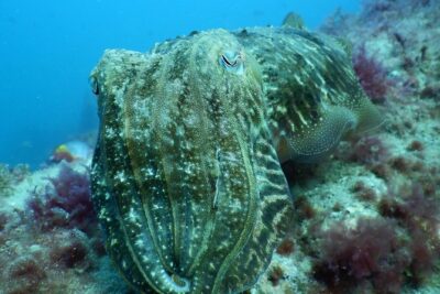 PADI Open Water Course in Gran Canaria - Day-by-day: pool skills to beach confidence