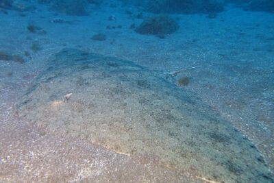 PADI Open Water Diver Course (OWD) - 2.5 days - What happens across the 2.5 days (2 days plus change)