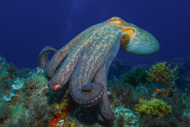 PADI Open Water Diver Course (OWD) - 2.5 days - Tenerife underwater moments: the sea life adds motivation