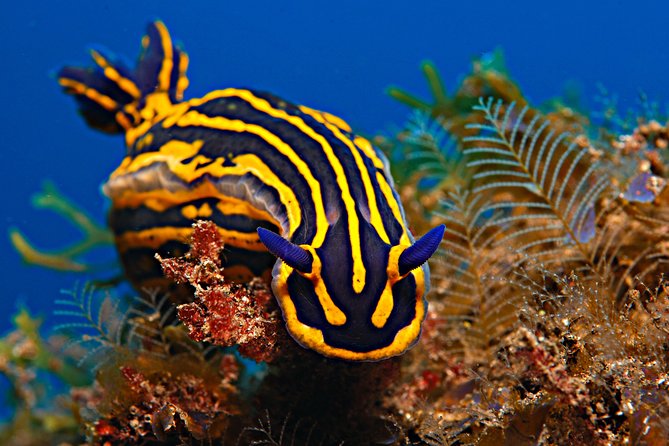 PADI Open Water Diver Course (OWD) - 2.5 days - Who this course is best for (and who should think twice)