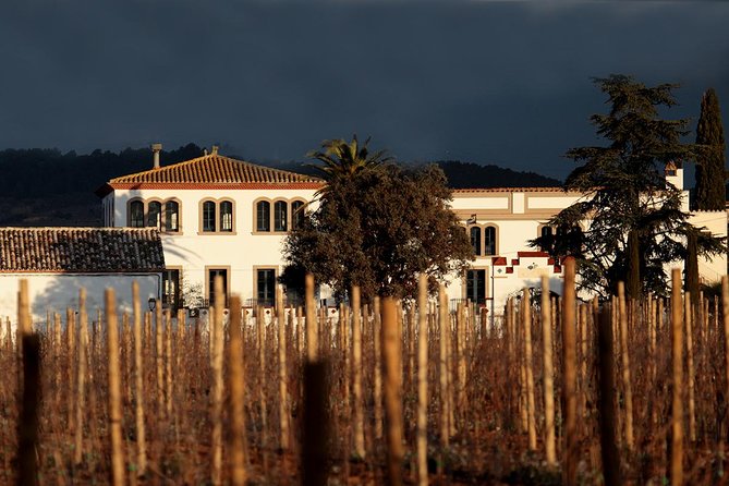 Penedes Wine & Cava Tasting & 4WD Vineyards Tour from Barcelona - Second winery visit: cellars, still wine, and the end-of-day tasting