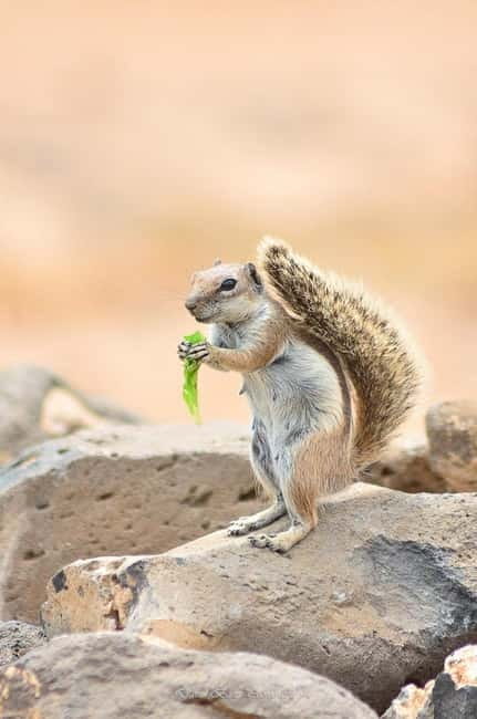 Popcorn Beach, Isla de Lobos y Dunas: ¡Popcorn Beach! - Chipmunks feeding: the close-up nature moment people remember