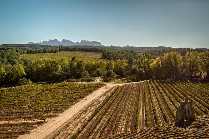 Premium Montserrat & Wine Full Day Tour from Barcelona - Wine Tasting: Organic Pours and Learning How to Taste Better