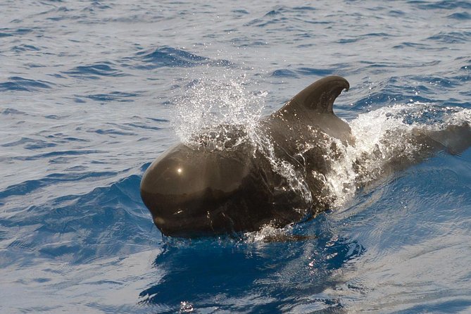 Private 2 hour Whale Watching Tour - Puerto Colón Marina Check-In: where the tour starts
