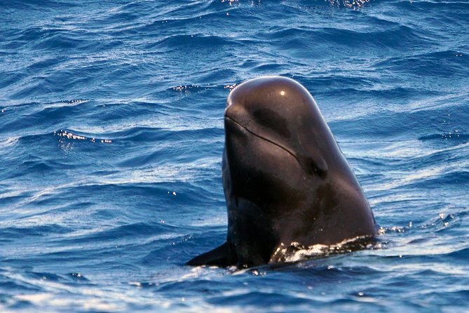 Private 2 hour Whale Watching Tour - Before You Spot Whales: what the biologist teaches you