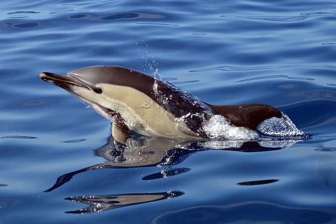 Private 2 hour Whale Watching Tour - Hydrophone Moments: hearing what you came for