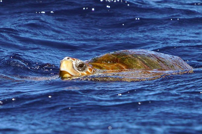 Private 2 hour Whale Watching Tour - Finding the Hotspot: cruising usually within 3 miles of shore