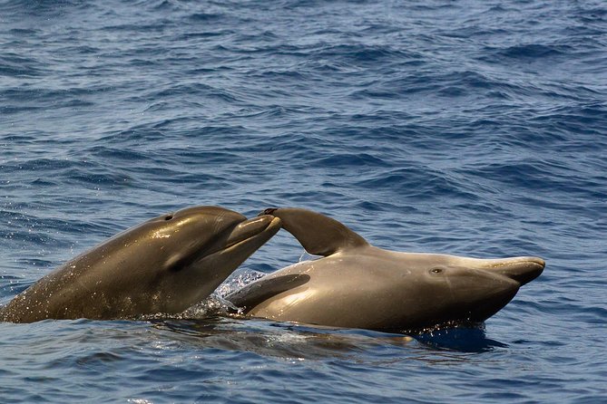 Private 2 hour Whale Watching Tour - Responsible Whale Watching: space, slower engines, and real etiquette