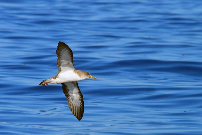Private 2 hour Whale Watching Tour - Wildlife You Might See Beyond Whales and Dolphins