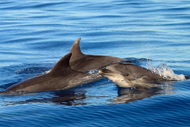 Private 2 hour Whale Watching Tour - The Boat Ride: an 8-meter craft built for whale watching