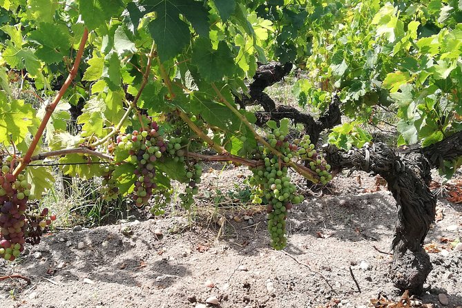 Private Day in Rioja from San Sebastian - Why This Private Format Feels Worth It From San Sebastián