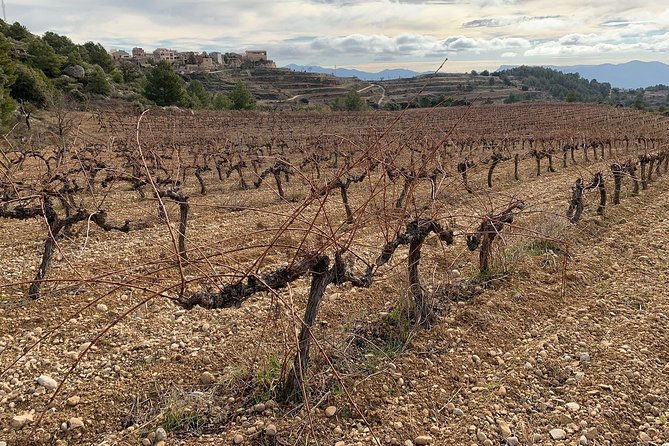 Private Priorat Tour with Wine Tastings & Lunch from Barcelona - Stop 3: Celler Devinssi in Gratallops and tasting in the vines