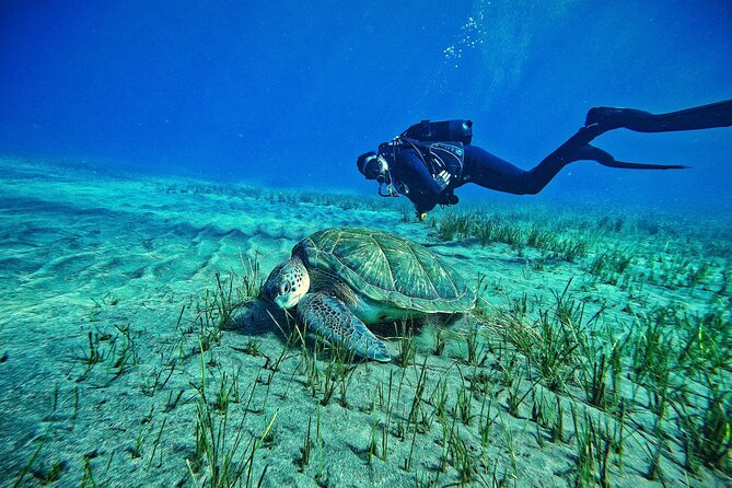 Private Scuba Diving in Tenerife – Certified Instructor & Photos - Key things I’d bet on before you book