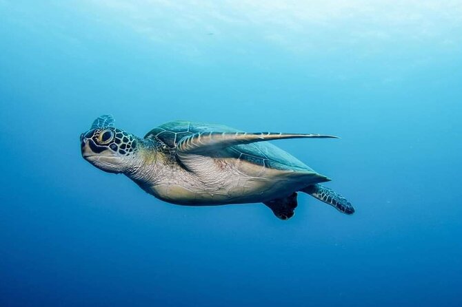 Private Scuba Diving in Tenerife – Certified Instructor & Photos - About 30 minutes in the water: what you’ll actually do