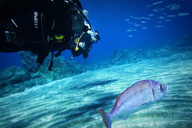 Private Scuba Diving in Tenerife – Certified Instructor & Photos - Price and value: is $114.89 per person worth it?