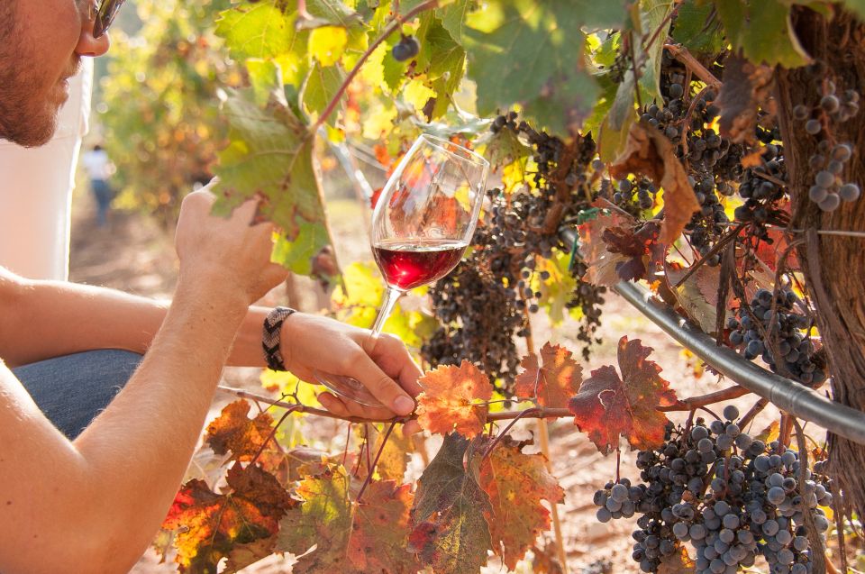 Private Wine, Tapas & Cava Experience from Barcelona - Tastings up to 8 wines plus tapas lunch: how to enjoy the pace