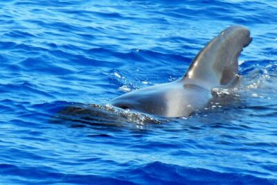 Private Yacht Excursion from Puerto Colon 3 hours - Sailing for Whales and Dolphins: How the Wildlife Part Plays Out