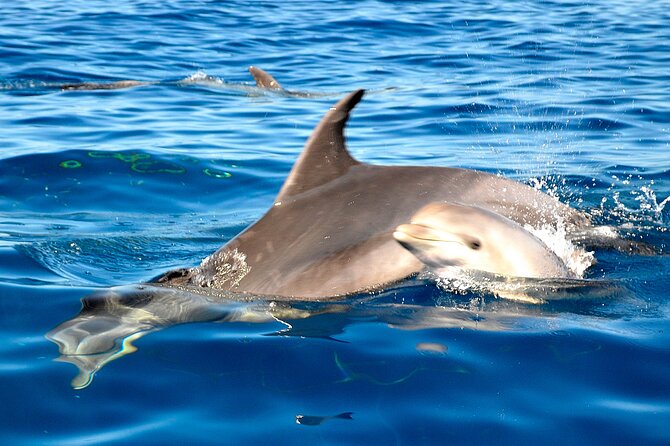 Private Yacht Excursion from Puerto Colon 3 hours - Food and Drinks on a Private Yacht: Lunch, Paella, and Open Bar