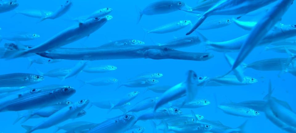Puerto de la Cruz: Submarine Trip and Beach Stop in Tenerife - The fish-spotting strategy: what to watch for from the windows