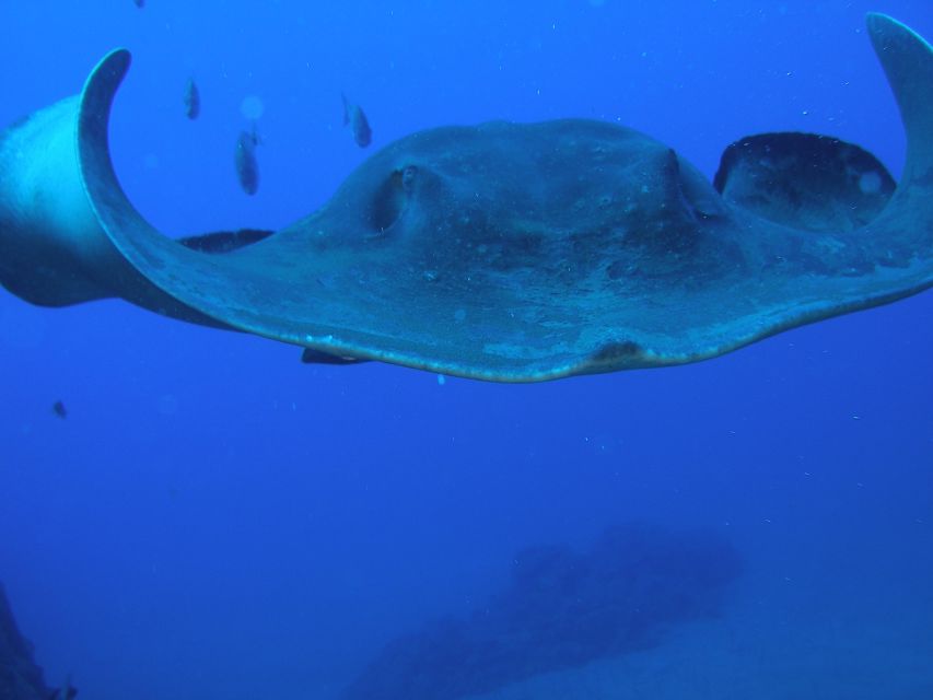 Puerto de la Cruz: Submarine Trip and Beach Stop in Tenerife - Playa de las Américas: using the 2 hours well