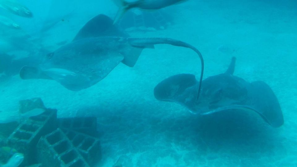 Puerto de la Cruz: Submarine Trip and Beach Stop in Tenerife - Should you book the Puerto de la Cruz submarine + Playa de las Américas tour?