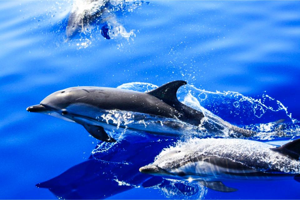 Puerto del Carmen: Dolphin-Watching Speedboat Tour with Swim - Key points I’d bookmark before you go