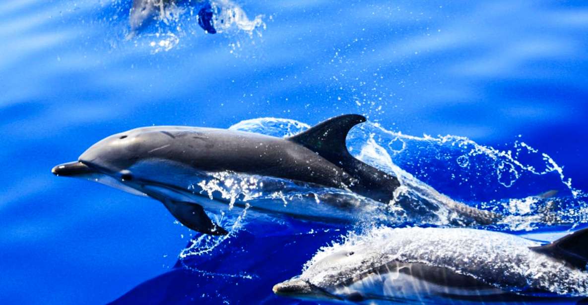 Puerto del Carmen: Dolphin-Watching Speedboat Tour with Swim - The Dolphin and Whale Search: what to expect from the crew’s hunt